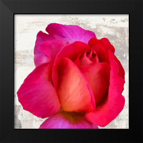 Spring Roses III Black Modern Wood Framed Art Print by Thomlinson, Jenny