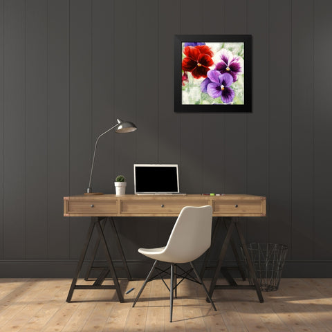Pansies I Black Modern Wood Framed Art Print by Thomlinson, Jenny