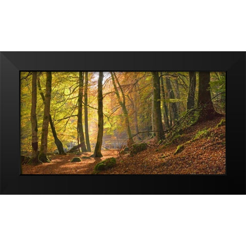 Autumn beech woods Birks o Aberfeldy Black Modern Wood Framed Art Print by Anonymous