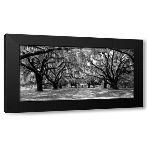 Avenue of oaks, South Carolina Black Modern Wood Framed Art Print with Double Matting by Anonymous