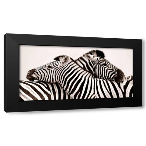Zebras in love Black Modern Wood Framed Art Print with Double Matting by Anonymous