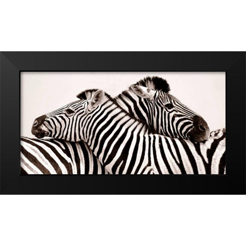 Zebras in love Black Modern Wood Framed Art Print by Anonymous