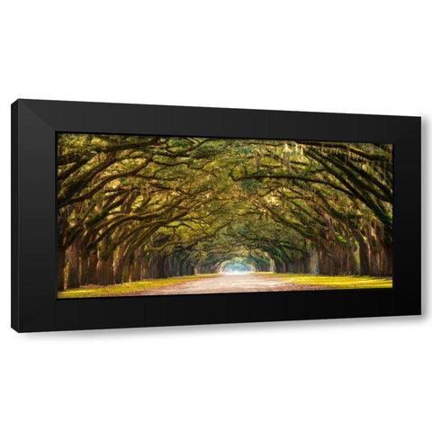 Path lined with oak trees Black Modern Wood Framed Art Print with Double Matting by Anonymous