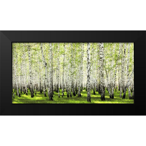 Birch forest in spring Black Modern Wood Framed Art Print by Anonymous