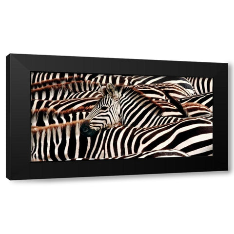 Herd of zebras Black Modern Wood Framed Art Print by Pangea Images