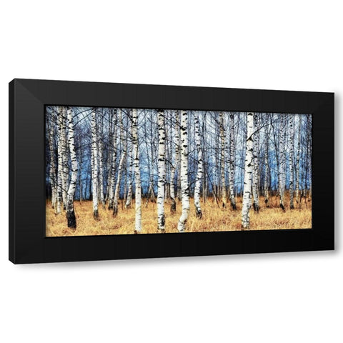 Birch grove in autumn Black Modern Wood Framed Art Print with Double Matting by Znamenskiy, Oleg