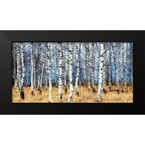 Birch grove in autumn Black Modern Wood Framed Art Print by Znamenskiy, Oleg