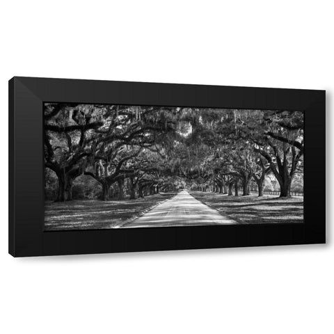 Tree lined plantation entrance, South Carolina Black Modern Wood Framed Art Print by Anonymous