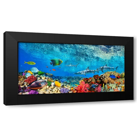 Reef Sharks and fish- Indian Sea Black Modern Wood Framed Art Print with Double Matting by Pangea Images