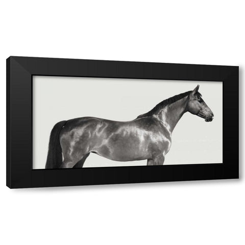 Kingsman Cavalier- English Thoroughbred Black Modern Wood Framed Art Print with Double Matting by Pangea Images