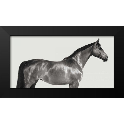 Kingsman Cavalier- English Thoroughbred Black Modern Wood Framed Art Print by Pangea Images