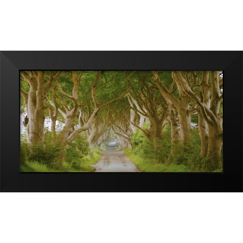 The Dark Hedges, Ireland Black Modern Wood Framed Art Print by Pangea Images