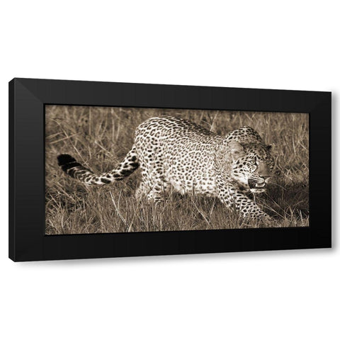 Leopard hunting Black Modern Wood Framed Art Print with Double Matting by Pangea Images