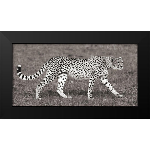 Cheetah Hunting, Masai Mara Black Modern Wood Framed Art Print by Pangea Images