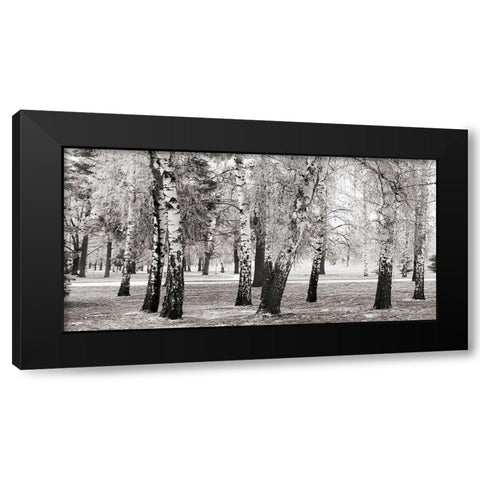 Birches in a Park Black Modern Wood Framed Art Print with Double Matting by Pangea Images