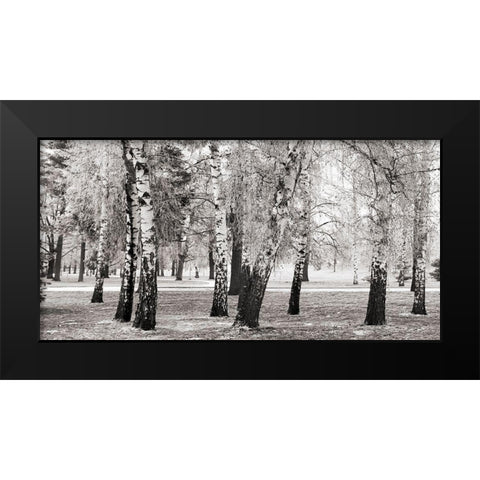 Birches in a Park Black Modern Wood Framed Art Print by Pangea Images