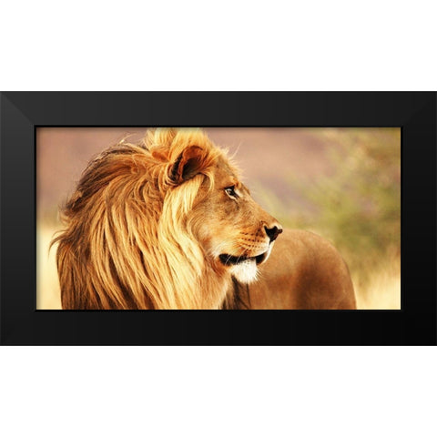 Male lion, Namibia (detail) Black Modern Wood Framed Art Print by Anonymous