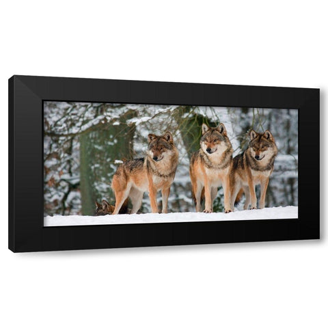 Wolves in the snow, Germany (detail) Black Modern Wood Framed Art Print by Anonymous