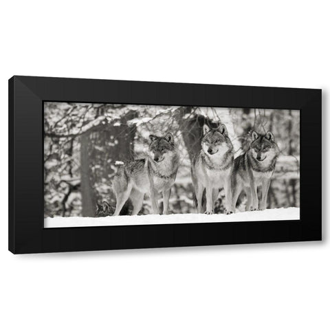Wolves in the snow, germany (detail, BW) Black Modern Wood Framed Art Print with Double Matting by Anonymous