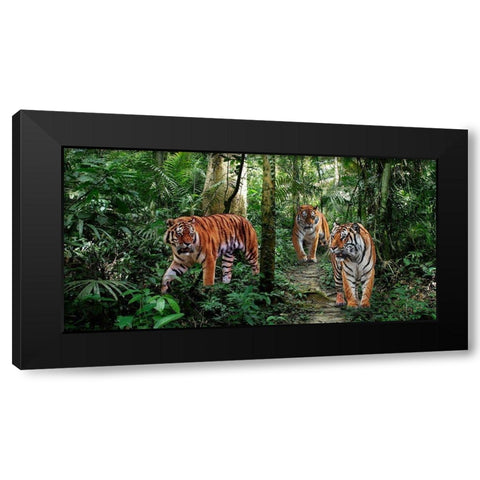 Bengal Tigers (detail) Black Modern Wood Framed Art Print with Double Matting by Pangea Images