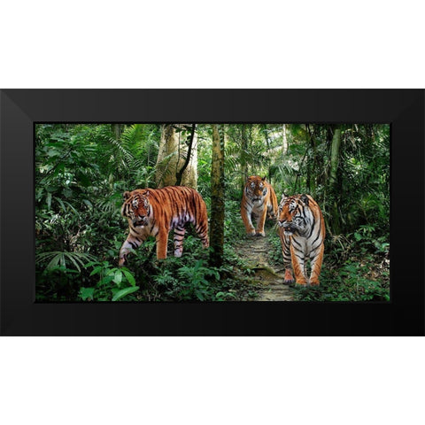 Bengal Tigers (detail) Black Modern Wood Framed Art Print by Pangea Images