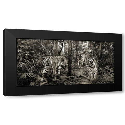 Bengal Tigers (detail- BW) Black Modern Wood Framed Art Print with Double Matting by Pangea Images