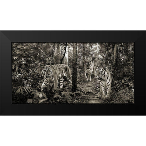 Bengal Tigers (detail- BW) Black Modern Wood Framed Art Print by Pangea Images