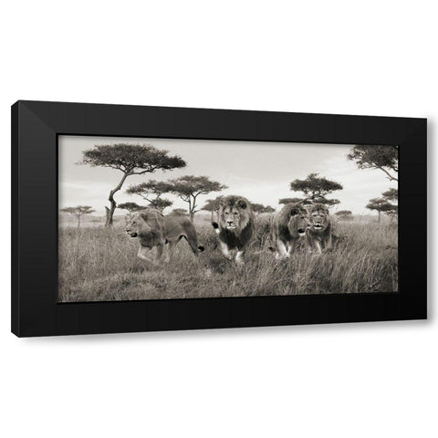 Brothers- Masai Mara- Kenya (detail) Black Modern Wood Framed Art Print with Double Matting by Pangea Images