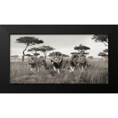 Brothers- Masai Mara- Kenya (detail) Black Modern Wood Framed Art Print by Pangea Images