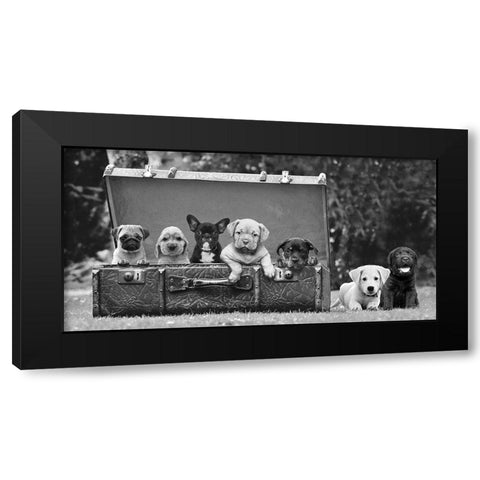 Dog Pups in a Suitcase Black Modern Wood Framed Art Print with Double Matting by Pangea Images