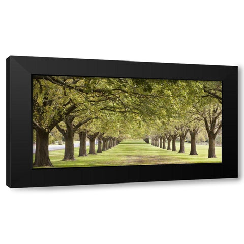 Rows of trees bordering greensward Black Modern Wood Framed Art Print by Ocean IMAGES