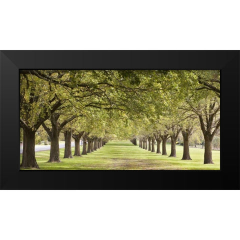 Rows of trees bordering greensward Black Modern Wood Framed Art Print by Ocean IMAGES