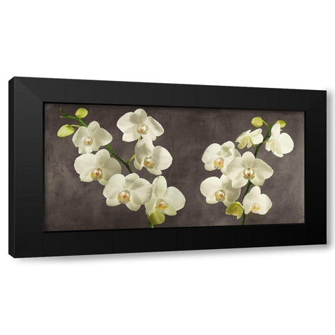 Orchids on Grey Background Black Modern Wood Framed Art Print by Antinori, Andrea