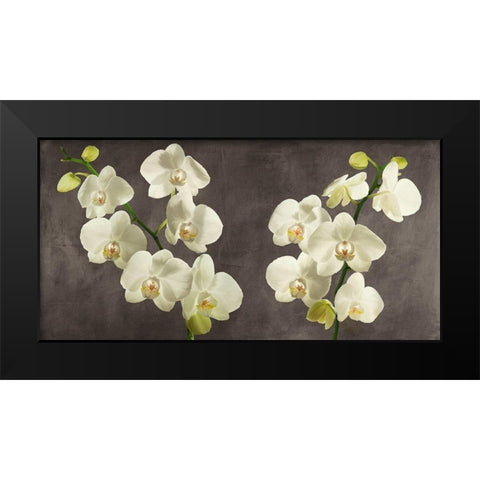Orchids on Grey Background Black Modern Wood Framed Art Print by Antinori, Andrea