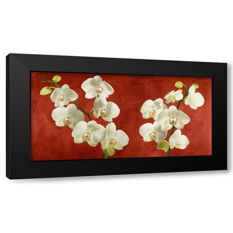 Orchids on Red Background Black Modern Wood Framed Art Print with Double Matting by Antinori, Andrea