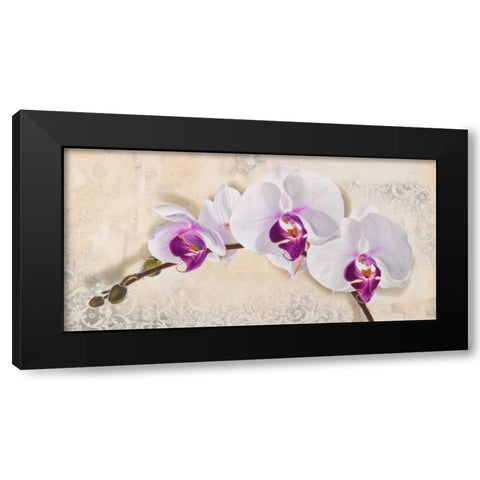 Royal Orchid Black Modern Wood Framed Art Print with Double Matting by Dolci, Elena