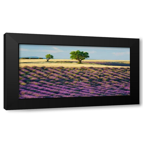 Lavender field and almond tree, Provence, France Black Modern Wood Framed Art Print by Krahmer, Frank