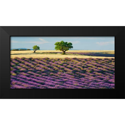 Lavender field and almond tree, Provence, France Black Modern Wood Framed Art Print by Krahmer, Frank