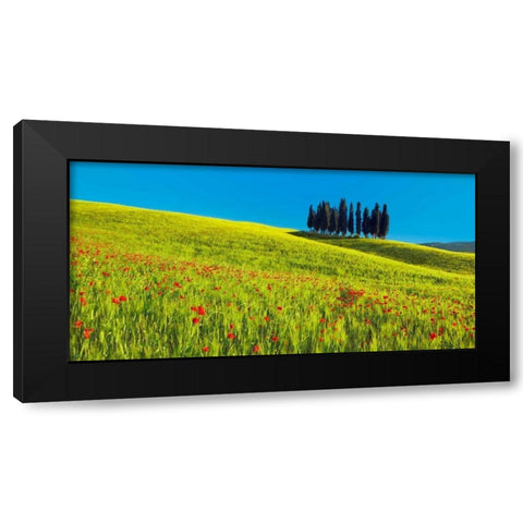 Cypress and corn field, Tuscany, Italy Black Modern Wood Framed Art Print with Double Matting by Krahmer, Frank