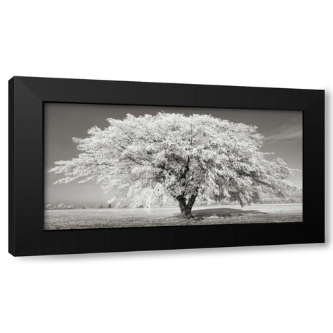 Lime tree with frost, Bavaria, Germany Black Modern Wood Framed Art Print by Krahmer, Frank