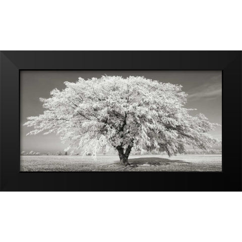 Lime tree with frost, Bavaria, Germany Black Modern Wood Framed Art Print by Krahmer, Frank