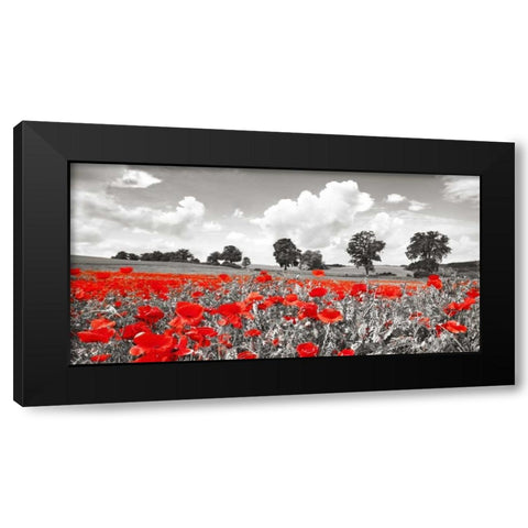 Poppies and vicias in meadow, Mecklenburg Lake District, Germany Black Modern Wood Framed Art Print with Double Matting by Krahmer, Frank