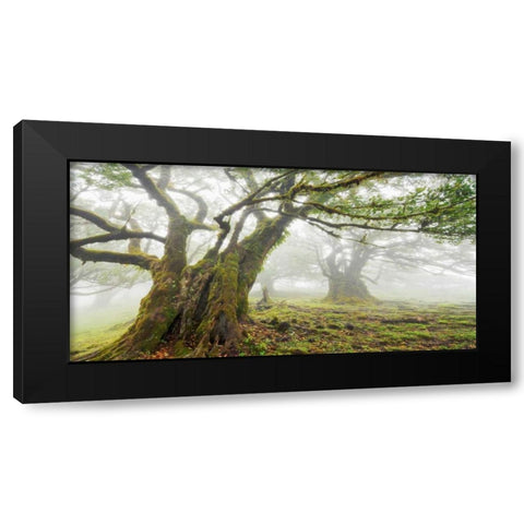 Laurel forest in fog, Madeira, Portugal Black Modern Wood Framed Art Print with Double Matting by Krahmer, Frank