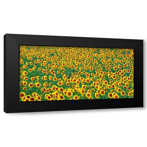 Sunflower field, France Black Modern Wood Framed Art Print with Double Matting by Frank, Krahmer