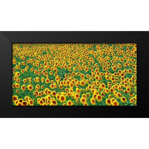 Sunflower field, France Black Modern Wood Framed Art Print by Frank, Krahmer