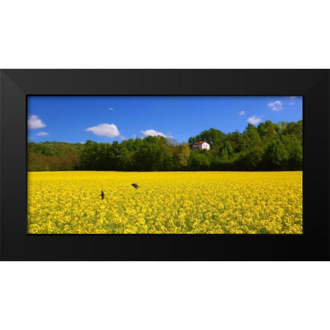 Volo di rondini Black Modern Wood Framed Art Print by Ferrua, Fulvio