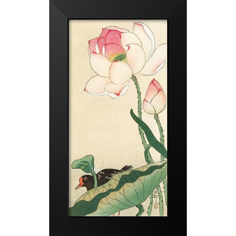 Lotus Flowers Black Modern Wood Framed Art Print by Koson, Ohara