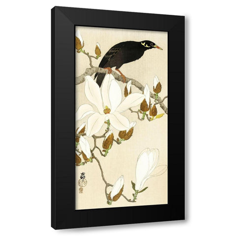 Myna on Magnolia Branch Black Modern Wood Framed Art Print with Double Matting by Koson, Ohara