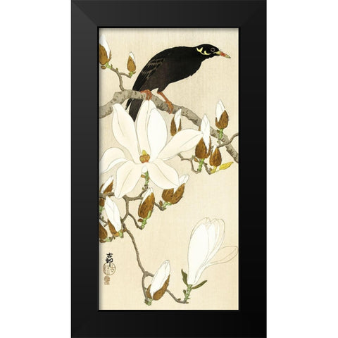 Myna on Magnolia Branch Black Modern Wood Framed Art Print by Koson, Ohara
