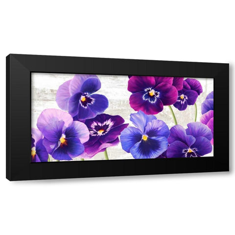 Dance of Pansies Black Modern Wood Framed Art Print by Thomlinson, Jenny